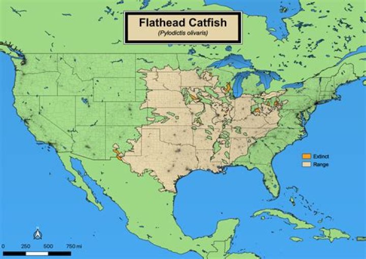 Where did the term capiche come from?