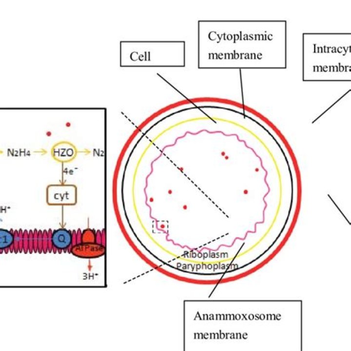 Where do anammox bacteria live?