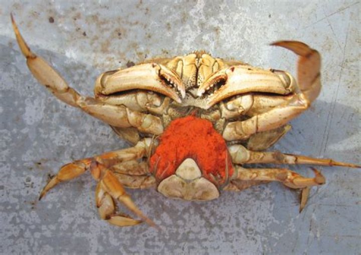 Where do crabs keep their eggs?