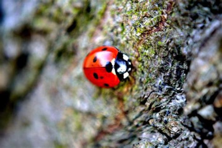 Where do orange ladybugs live?