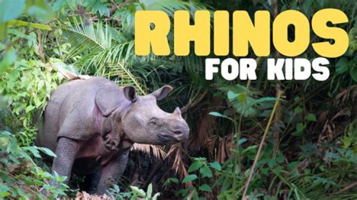 Where do rhinos live facts for kids?
