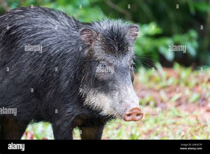 Where do white-lipped peccary live?