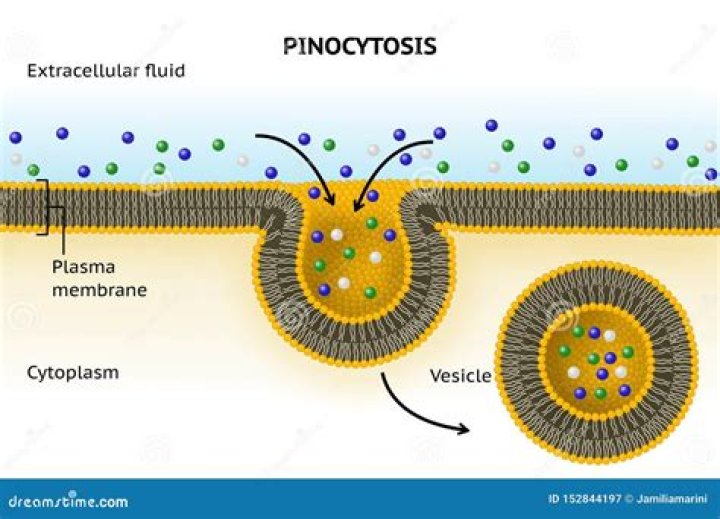 Where does pinocytosis occur in the cell?