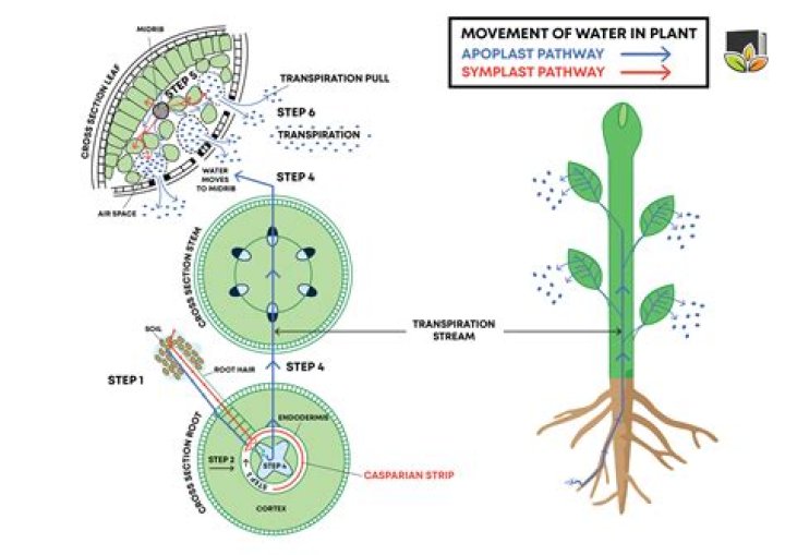 Where does water move in a plant?