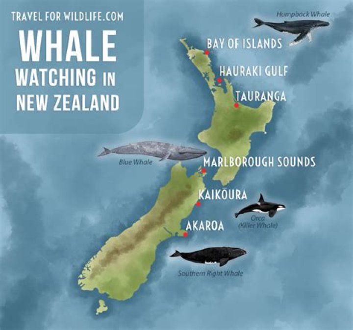 Where in New Zealand do the most whales strand?