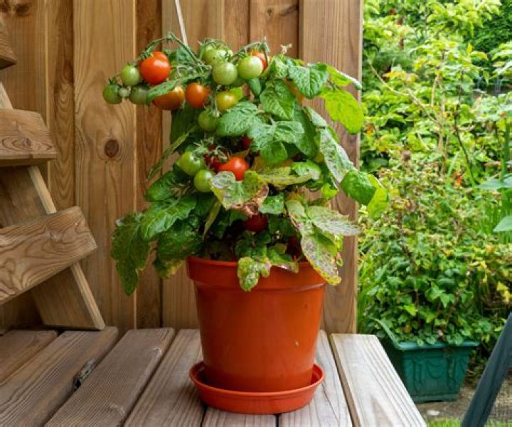 Where in the UK are tomatoes grown?