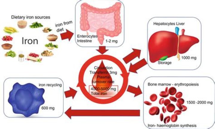 Where is iron stored in the body?