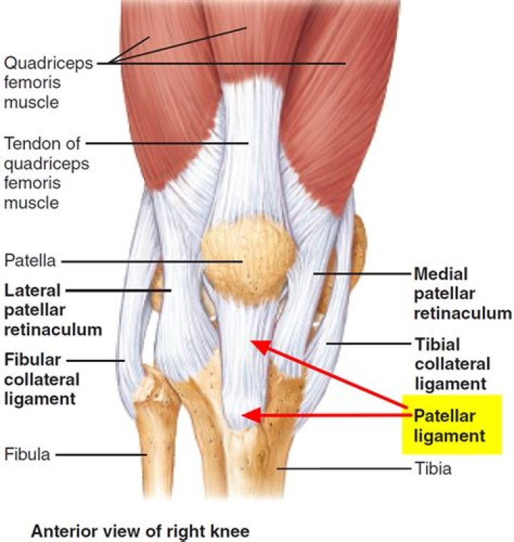 Where is patella pain located?