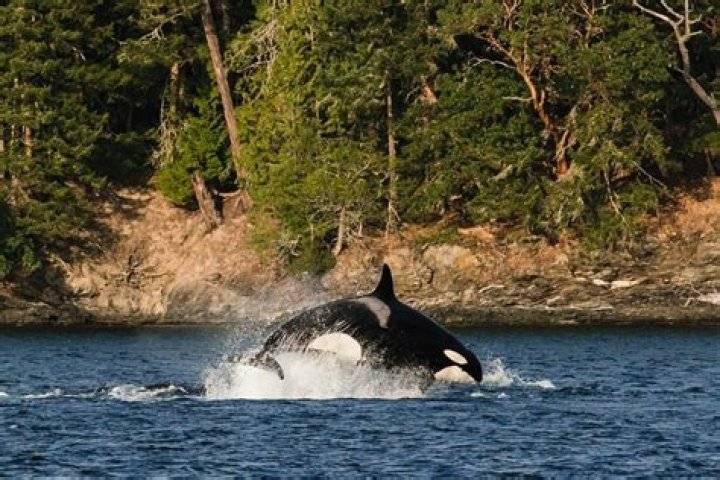 Where is the best place in the world to see orcas?