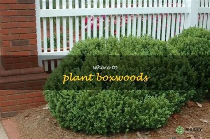 Where is the best place to plant boxwoods?