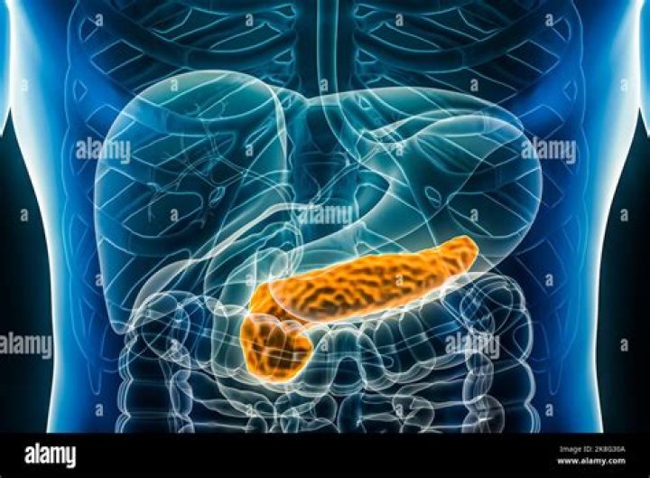 Where is the pancreas located in the body?