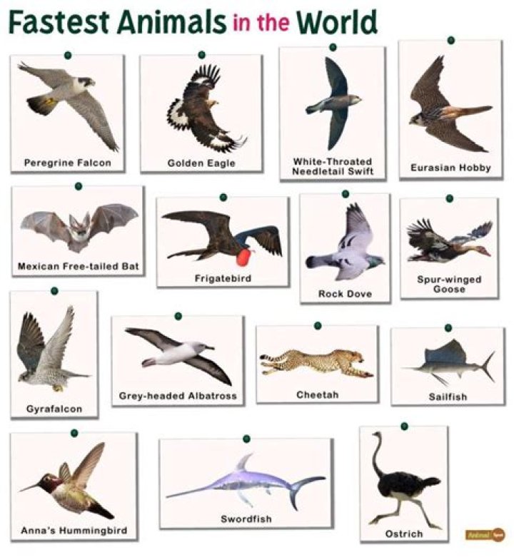 Which animal has fastest speed in the world?