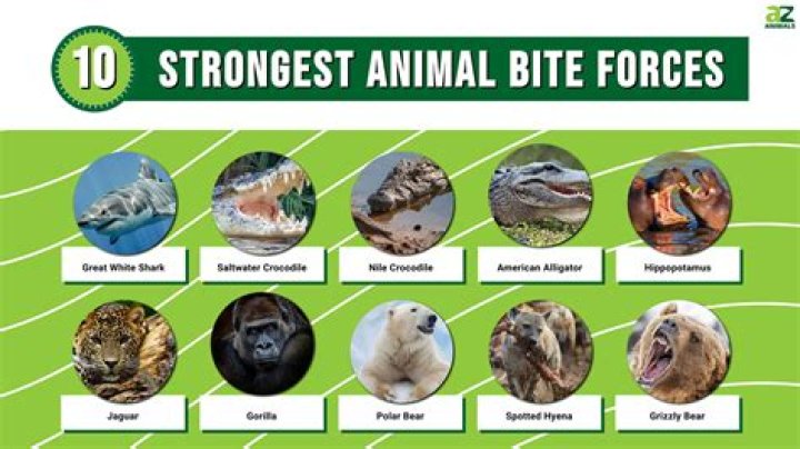 Which animal has strongest bite force?