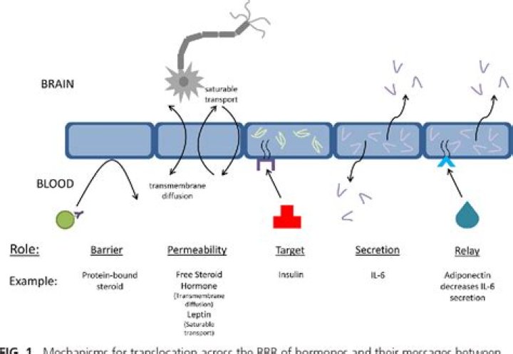Which antibiotics penetrate blood brain barrier?