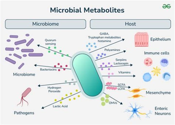 Which are primary metabolites?