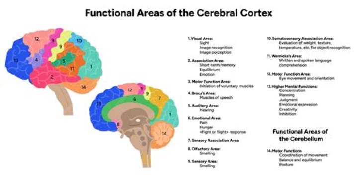 Which areas are functional divisions of the cerebral cortex?