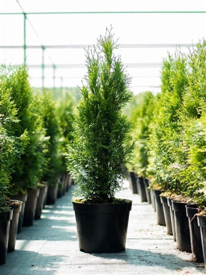 Which conifers grow best in pots?