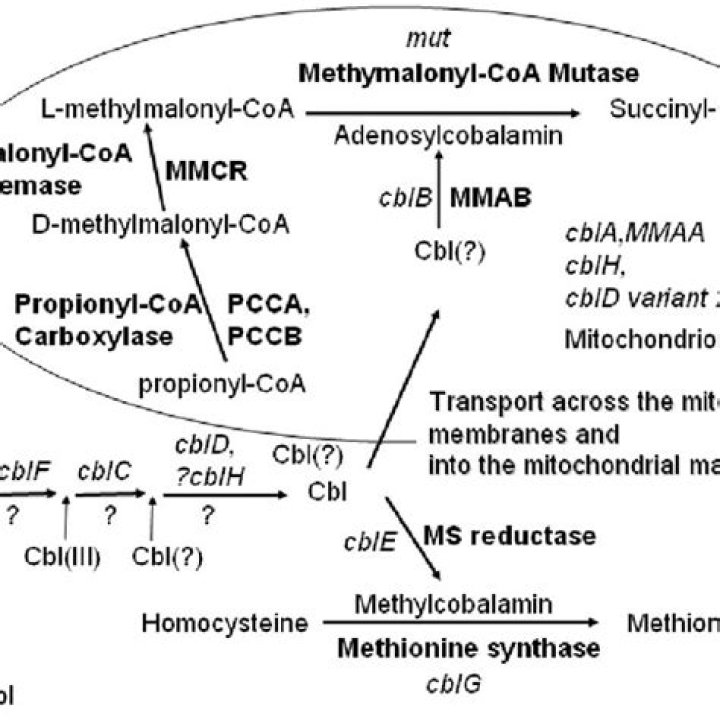 Which enzyme converts L methylmalonyl-CoA to Succinyl?