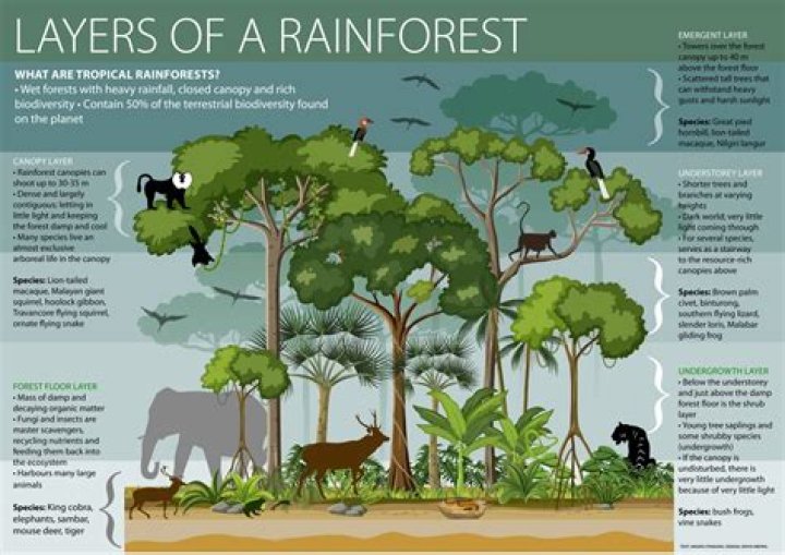 Which group lived in the rainforests of Central America?