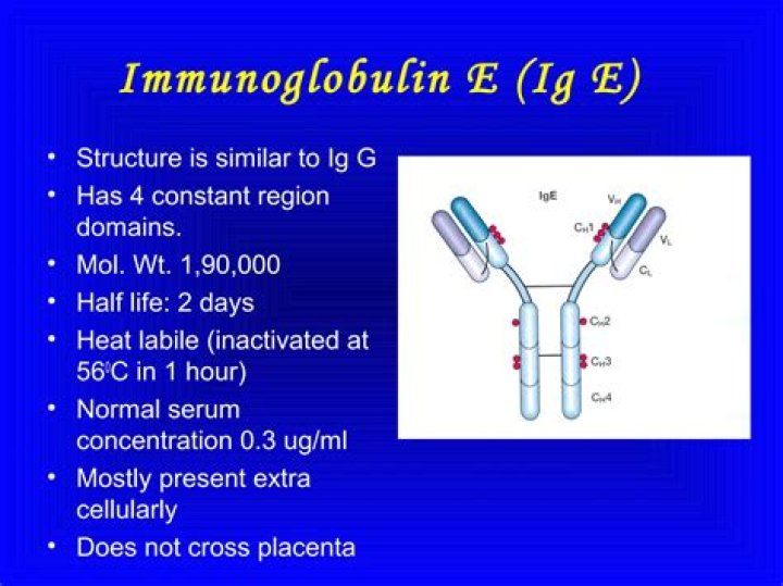 Which immunoglobulin has the longest half life?