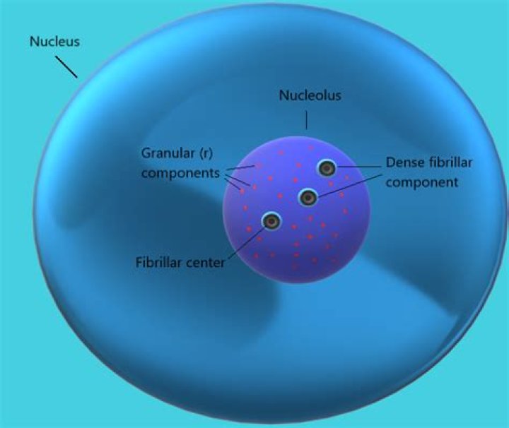Which is a small spherical body present inside the nucleus?