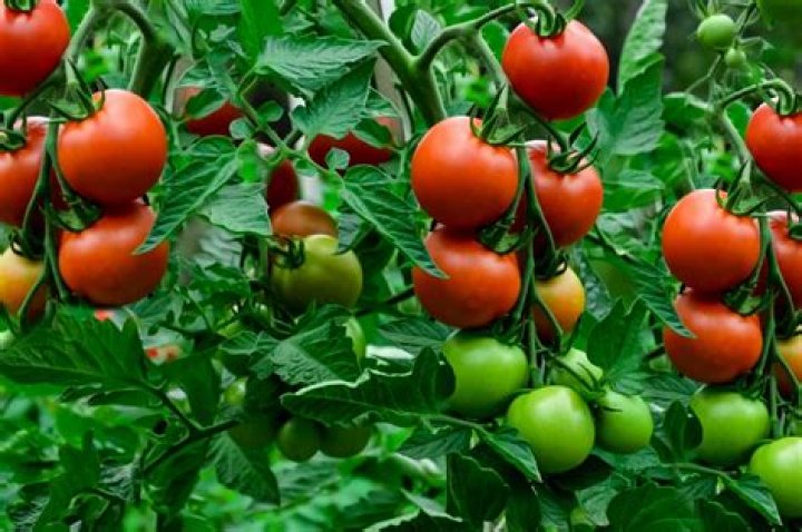 Which is the best quality tomato?