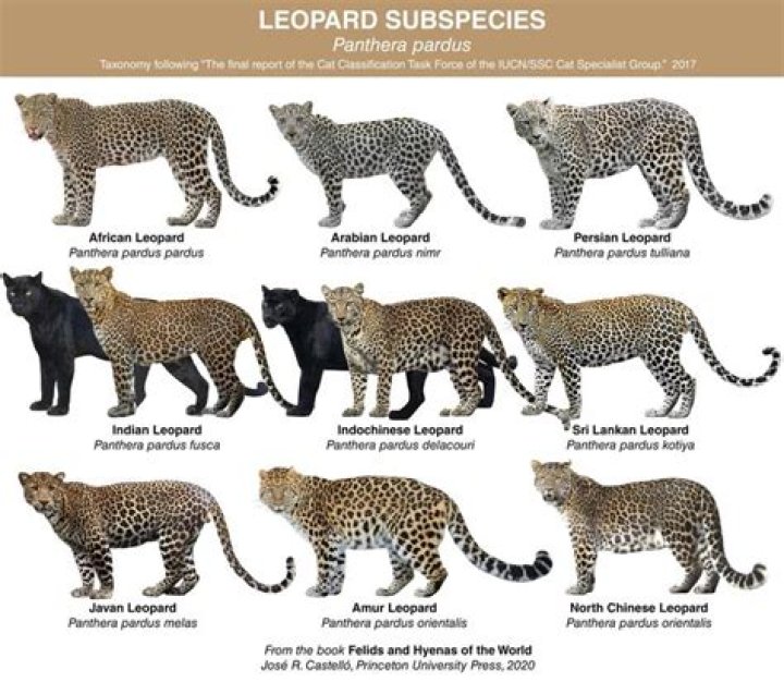 Which is the largest leopard?