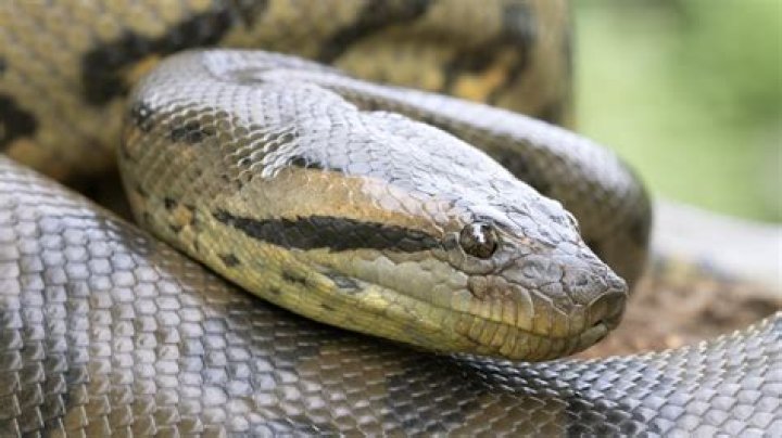 Which is the largest snake in the world?
