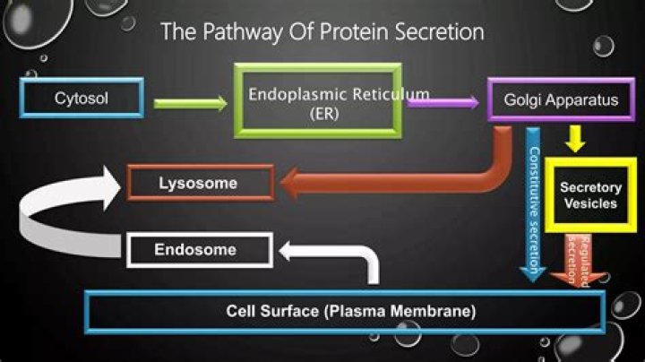 Which is the pathway for secreted proteins?