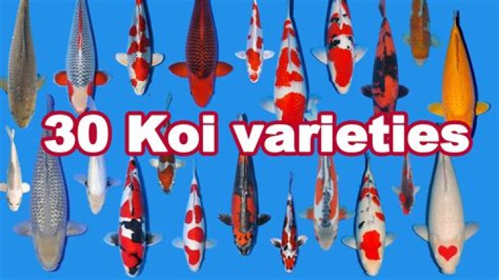 Which koi fish is lucky?