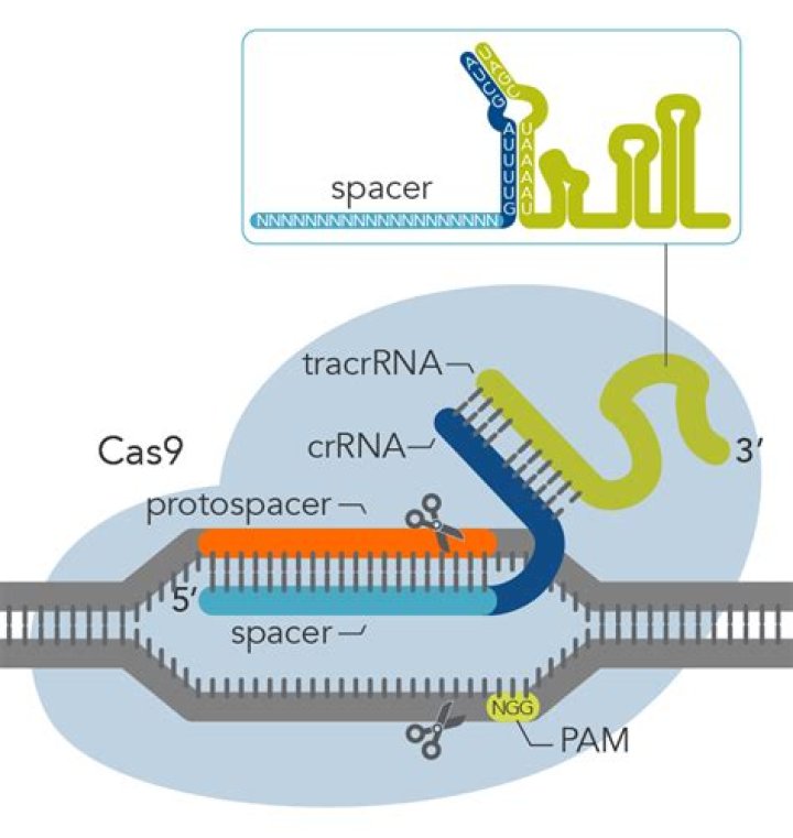 Which molecule is the target of the CRISPR-Cas9 editing system?