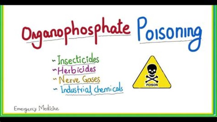Which of the following is an antidote for organophosphate poisoning?