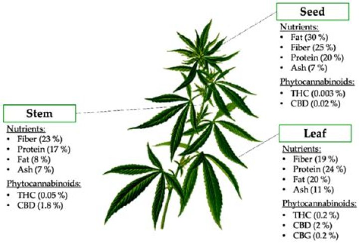 Which plants are sativa?