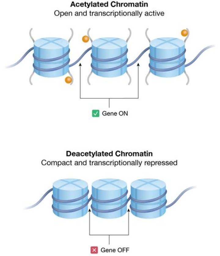 Which region of chromatin is transcriptionally inactive?