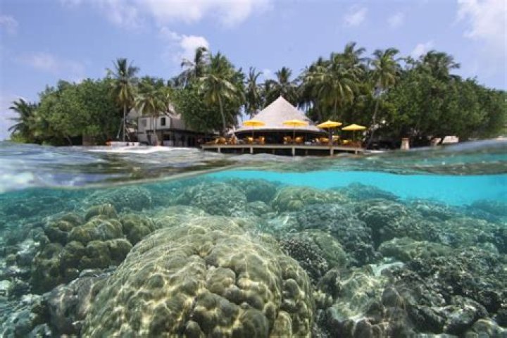 Which resort in Maldives has the best house reef?
