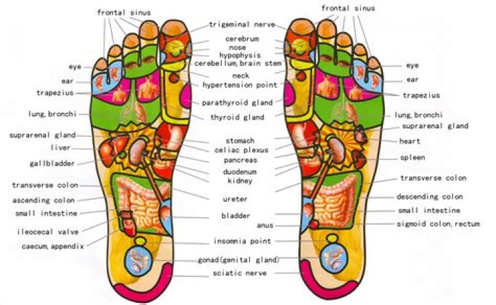 Which toes are connected to which organs?