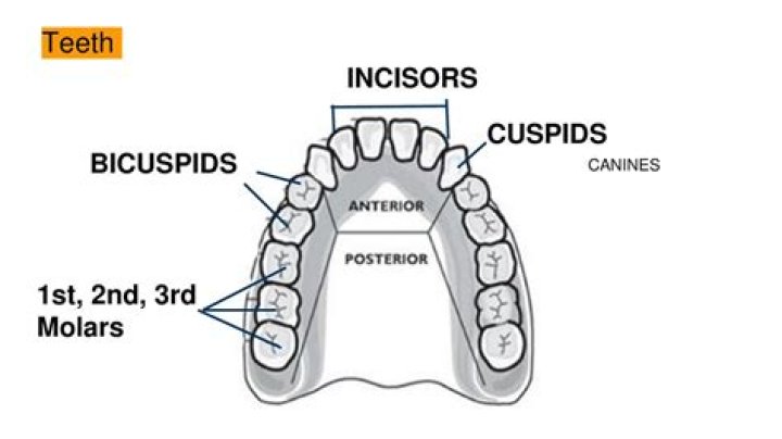 Which tooth is the second bicuspid?