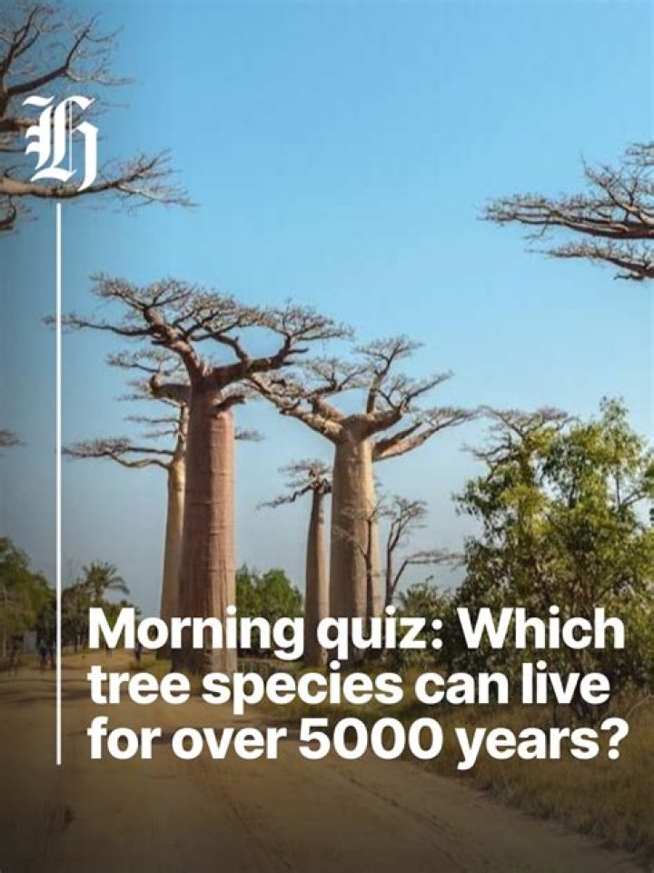 Which tree can live for 500 years?