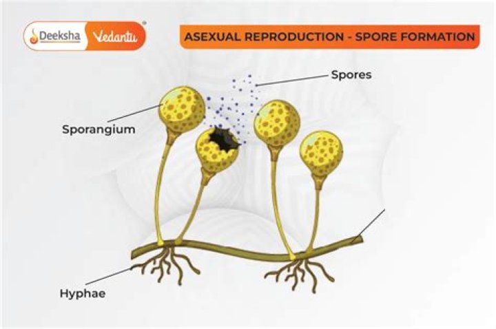 Which type of spores are produced by Pteridophytes?