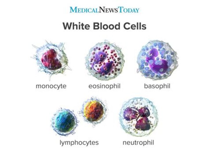 Which white blood cell is considered the waste disposal cell?