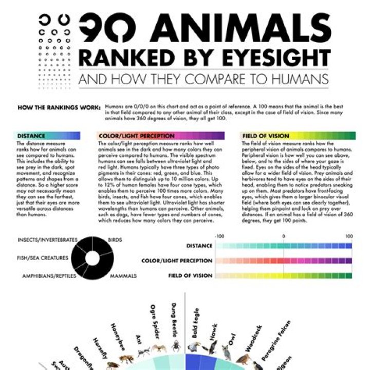 Who has better eyesight animals or humans?