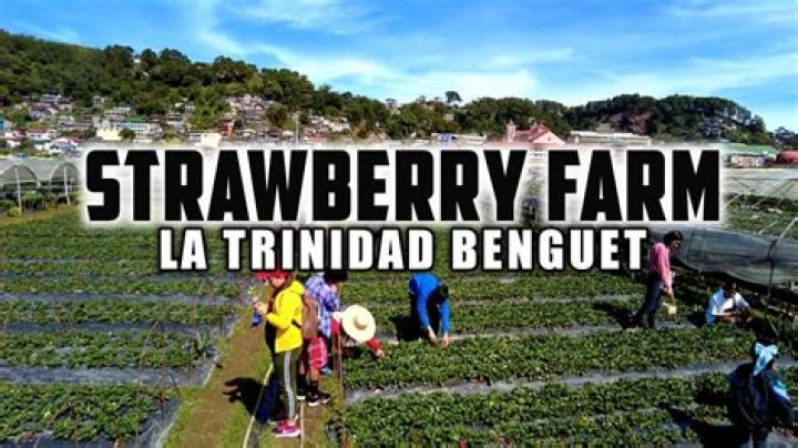 Who is the owner of Strawberry Farm in La Trinidad Benguet?