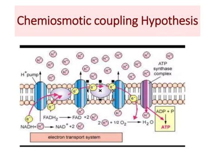 Who proposed Chemiosmotic coupling?