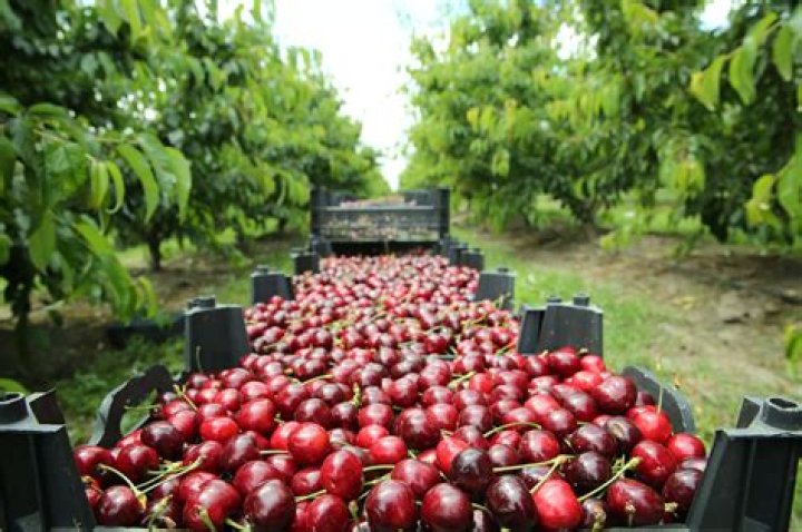 Why are cherries grown in Otago?