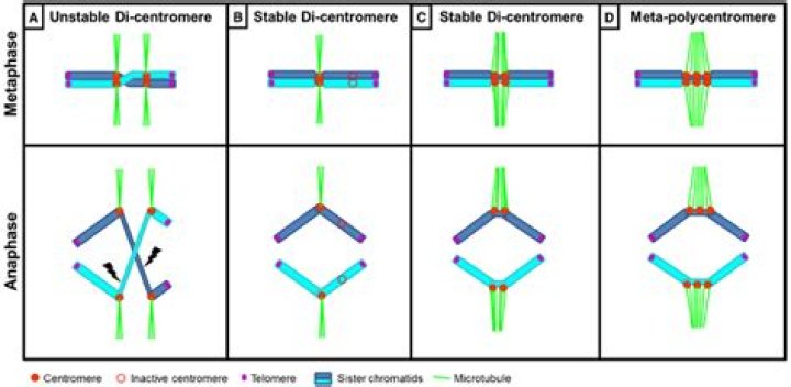 Why are Dicentric chromosome unstable?