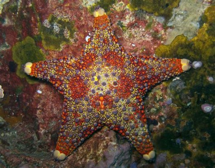 Why are echinoderms important?