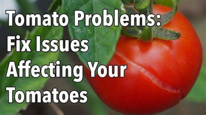 Why are fresh tomatoes bad for you?