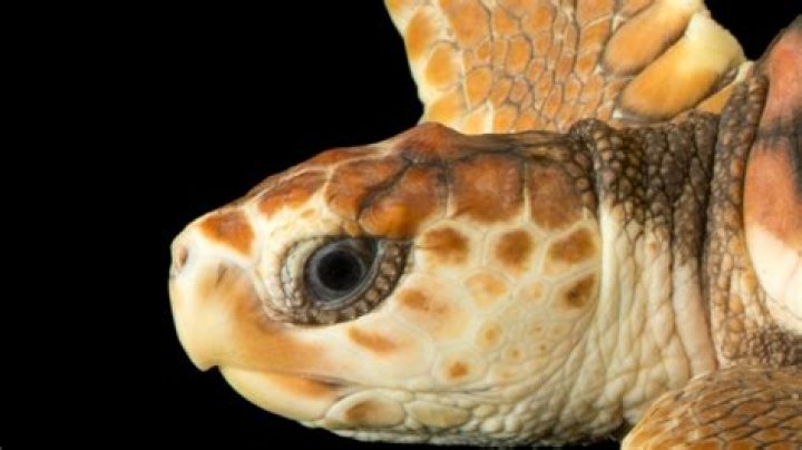 Why are loggerhead sea turtles a keystone species?