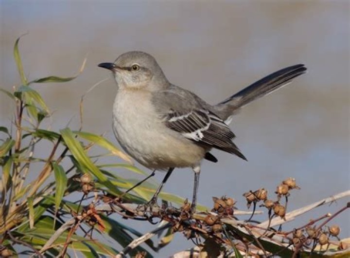 Why are mockingbirds bad?