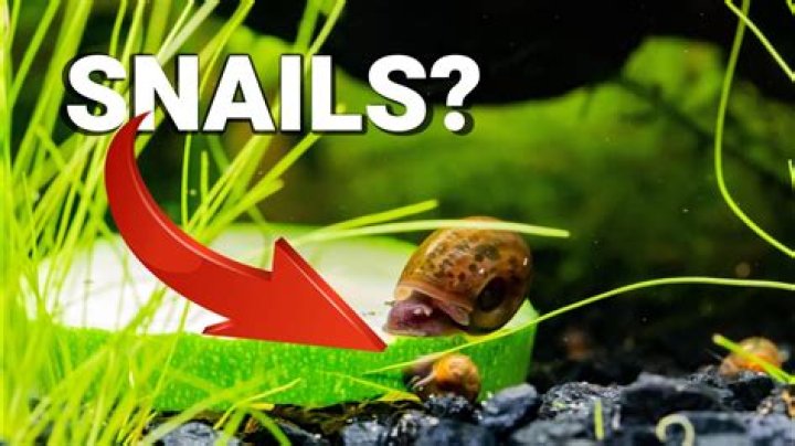 Why are my snails dying in my saltwater tank?